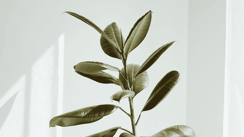 indoor plant leaves